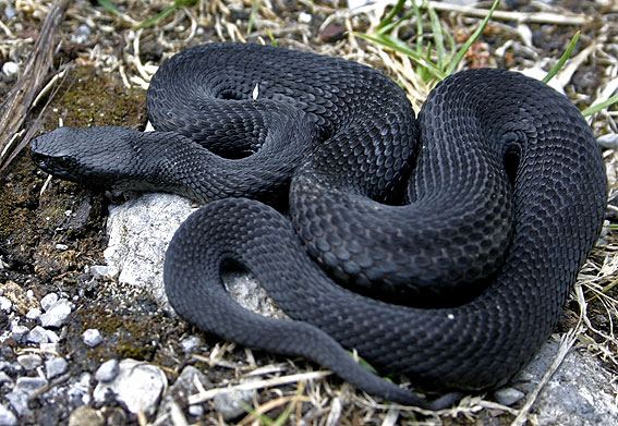 Python Curtus Reptiles Snake Python