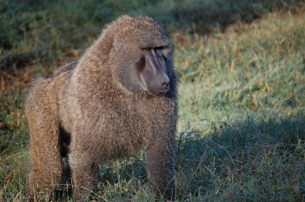 Baboon