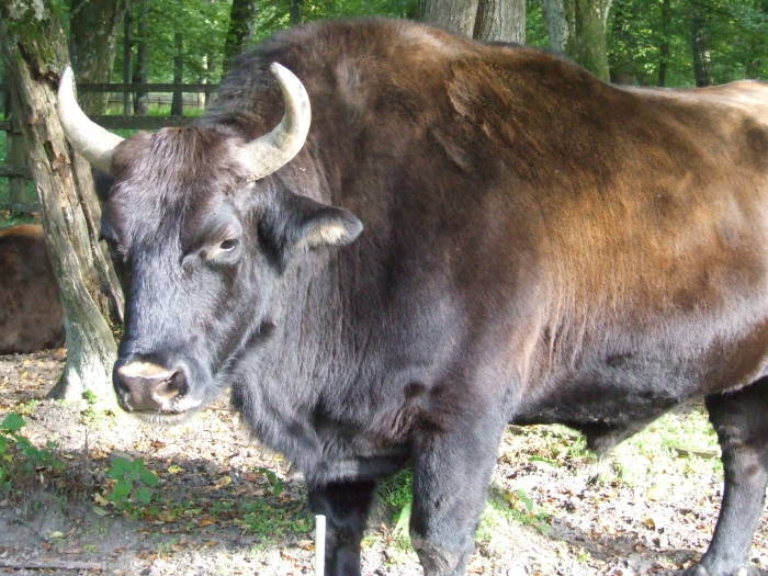 Beefalo