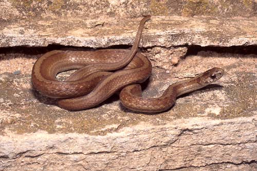 Brown Snake