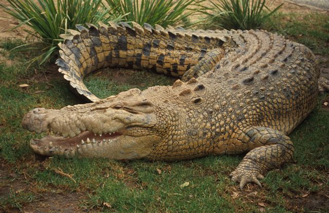 wild animals wallpapers. Crocodile Wild Animals