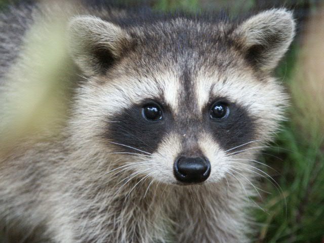 cutest%20raccoon.jpg