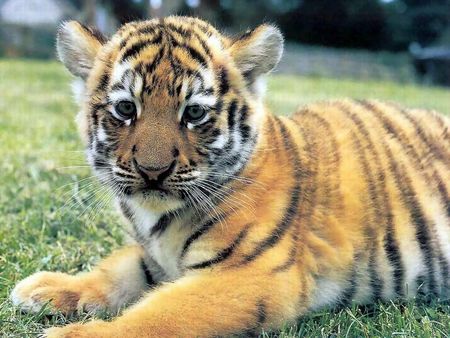 cutest%20tiger.jpg