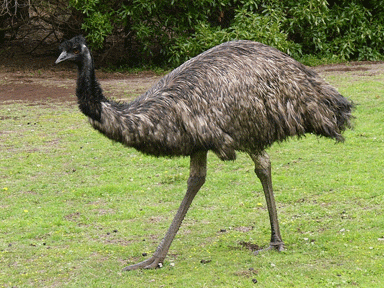 Emu