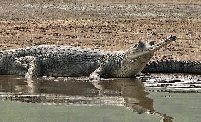 Gharial