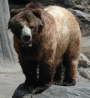 Grizzly Bear