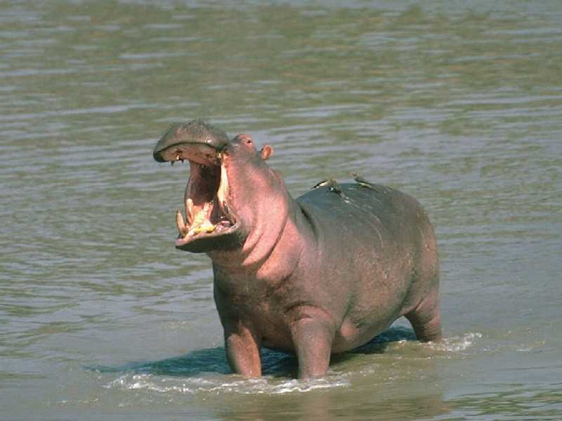 Hippo