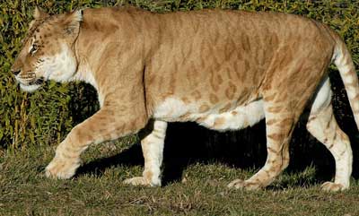 Lion Hybrid