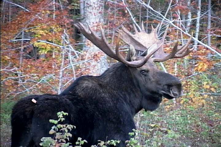 Moose