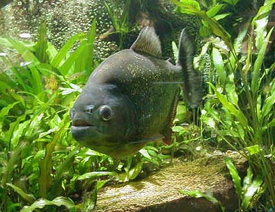 Piranha