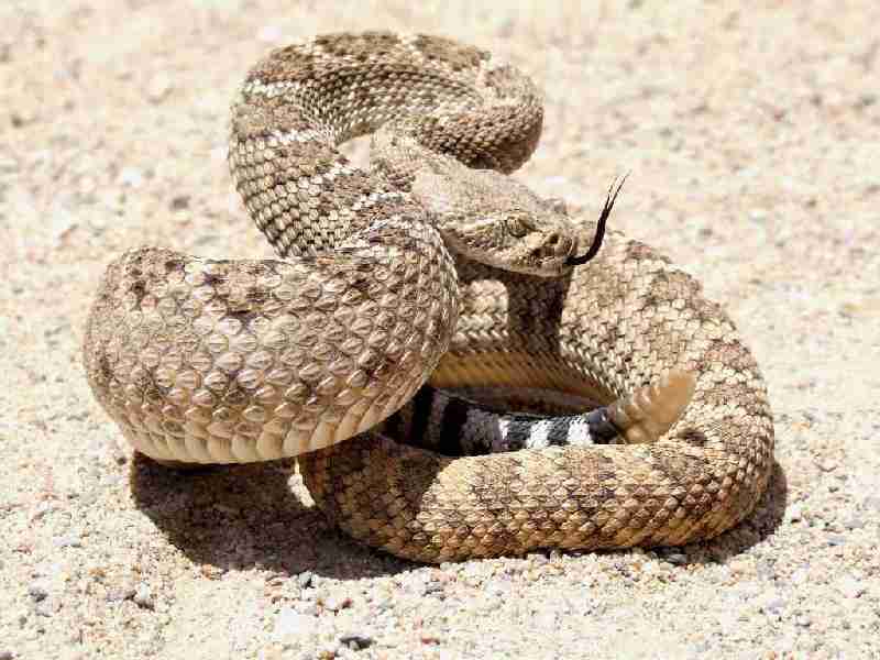 Western Diamondback