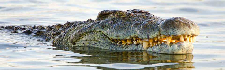 Dangerous Crocodile