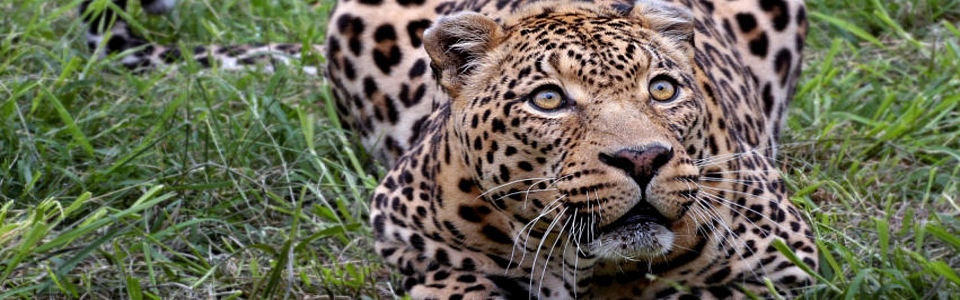 dangerous leopard