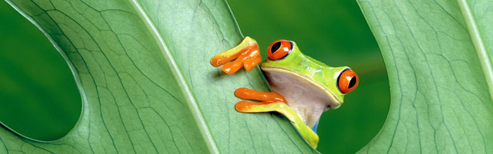 dangerous frog
