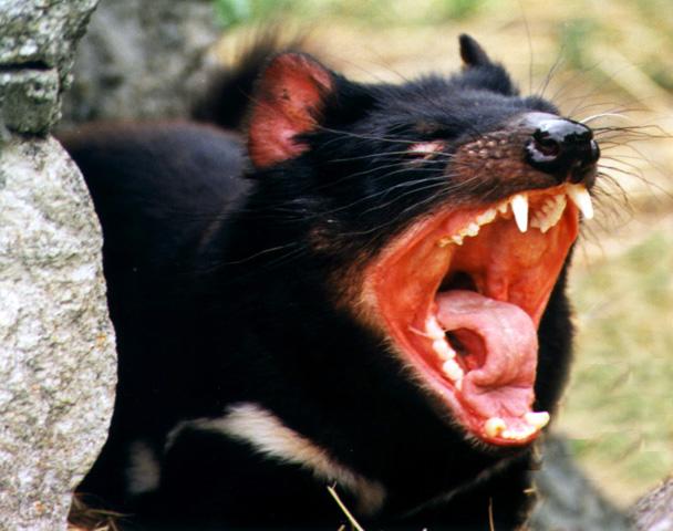 tasmanian%20devil.jpg